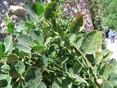 Capparis spinosa spinosa