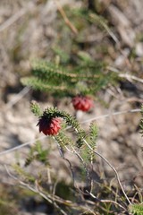 Darwinia neildiana