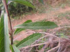 Pluchea bojeri
