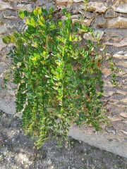 Capparis spinosa spinosa