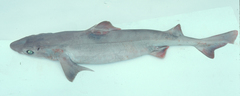 Dumb Gulper Shark photo 2