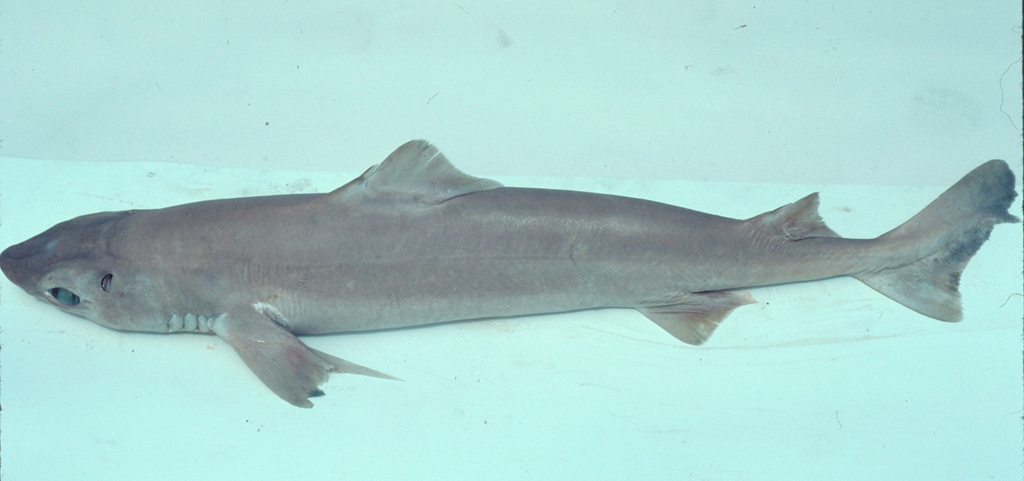 Little gulper shark (Centrophorus uyato) — Centrophoridae