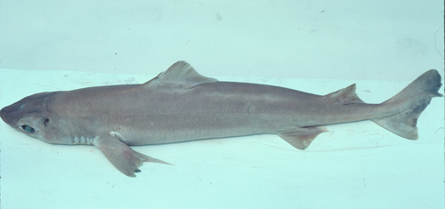 Little gulper shark (Centrophorus uyato) — Centrophoridae