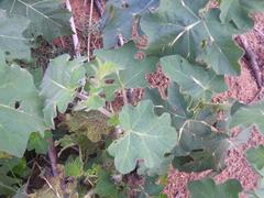 Solanum aculeatissimum