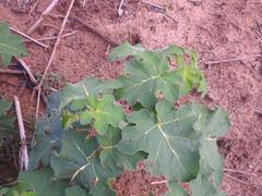 Solanum aculeatissimum