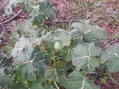 Solanum aculeatissimum