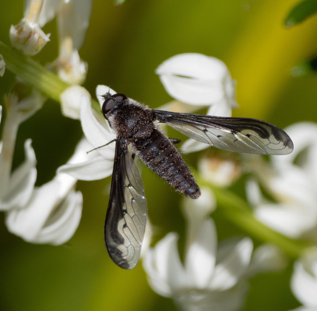 Aleucosia