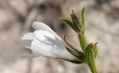 Orianthera spermacocea