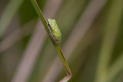 Litoria fallax