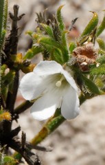 Orianthera spermacocea