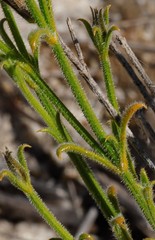 Orianthera spermacocea