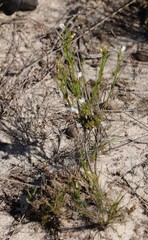 Orianthera spermacocea