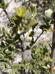 Leptospermum spinescens