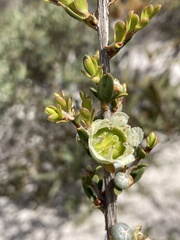 Leptospermum spinescens
