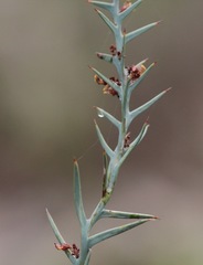 Daviesia pectinata