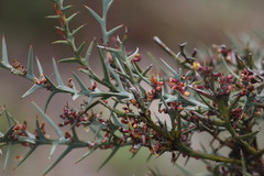 Daviesia pectinata