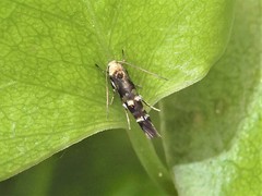 Zapyrastra calliphana