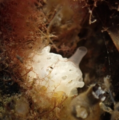 Clathrina coriacea