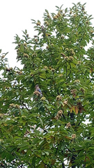 Garrulus glandarius
