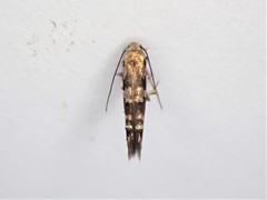 Zapyrastra calliphana