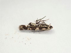 Zapyrastra calliphana