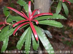 Podocarpus nakaii