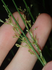 Juncus usitatus