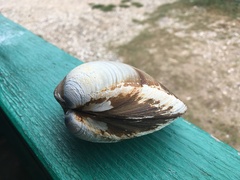 Spisula sachalinensis