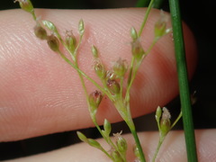 Juncus usitatus