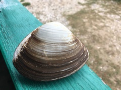 Spisula sachalinensis