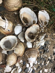 Spisula sachalinensis