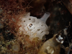 Clathrina coriacea
