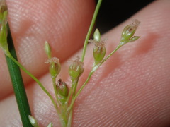 Juncus usitatus