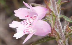Hemiandra pungens
