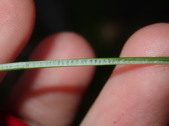 Juncus usitatus