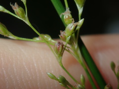 Juncus usitatus