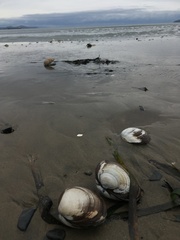 Spisula sachalinensis