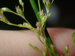 Juncus usitatus