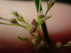 Juncus usitatus