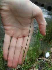 Juncus usitatus