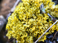 Vulpicida juniperinus