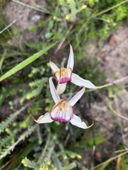 Caladenia valida