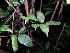 Derris trifoliata