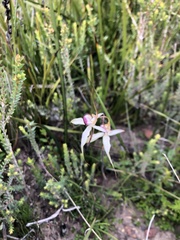 Caladenia valida