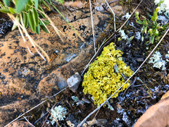 Vulpicida juniperinus