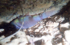 Pristicon trimaculatus