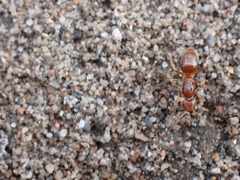 Lasius subumbratus