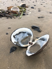 Spisula sachalinensis