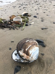 Spisula sachalinensis