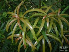 Podocarpus nakaii